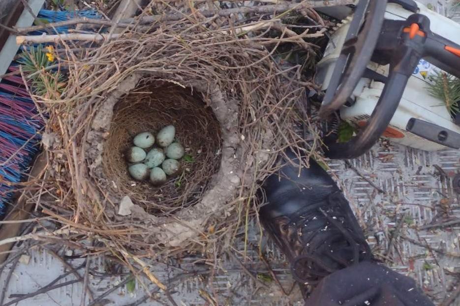Екипи на АПП спасиха гнездо с яйца от прекършен бор в „Надежда“