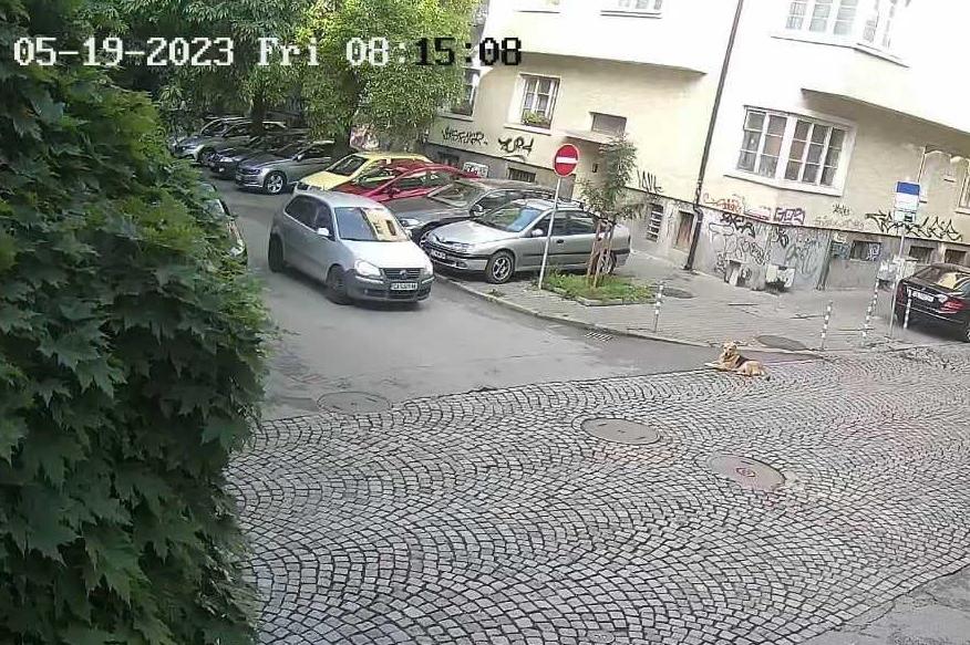 Шофьор прегази куче в на столичната ул. “Любен Каравелов"