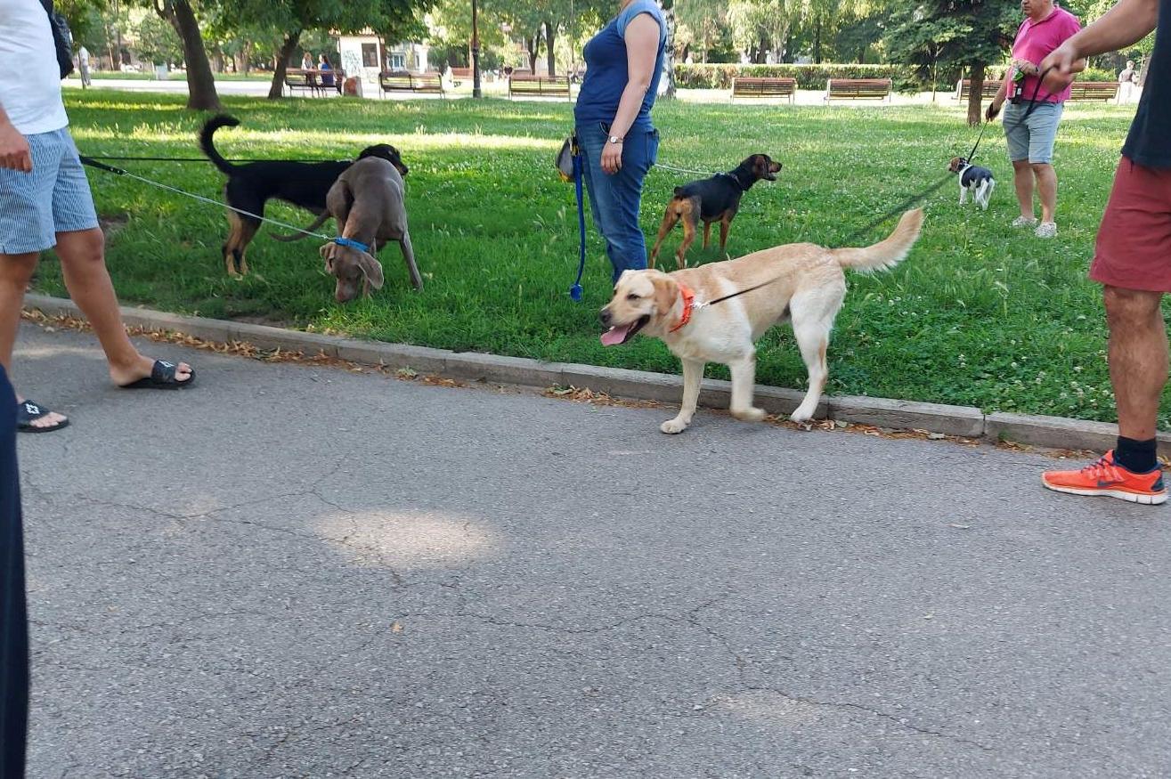 16 акта за непочистени кучешки лайна в София