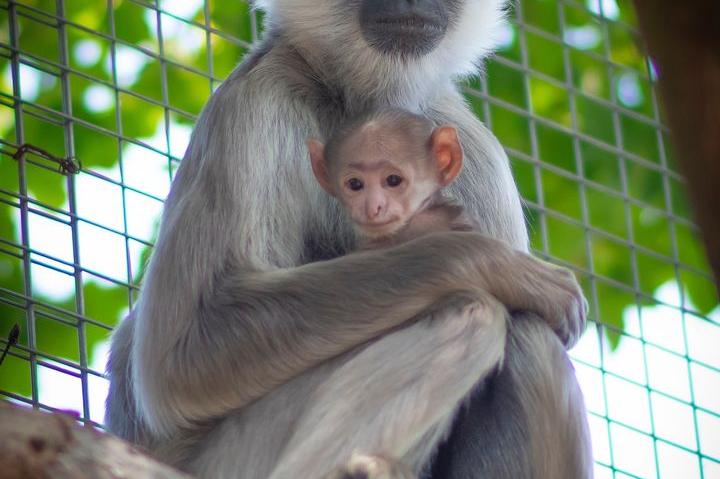 Бебе лангурче радва посетителите в столичния зоопарк