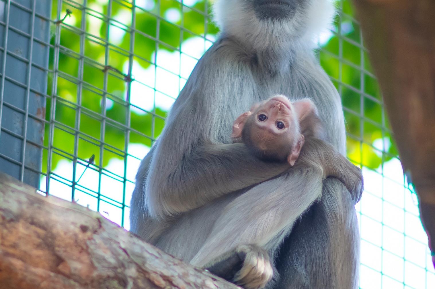 Бебе лангурче радва посетителите в столичния зоопарк