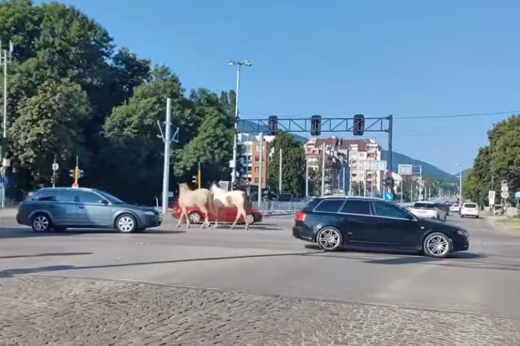 Докато трамваят "почива", коне се разхождат на Горнобански път и Цар Борис 