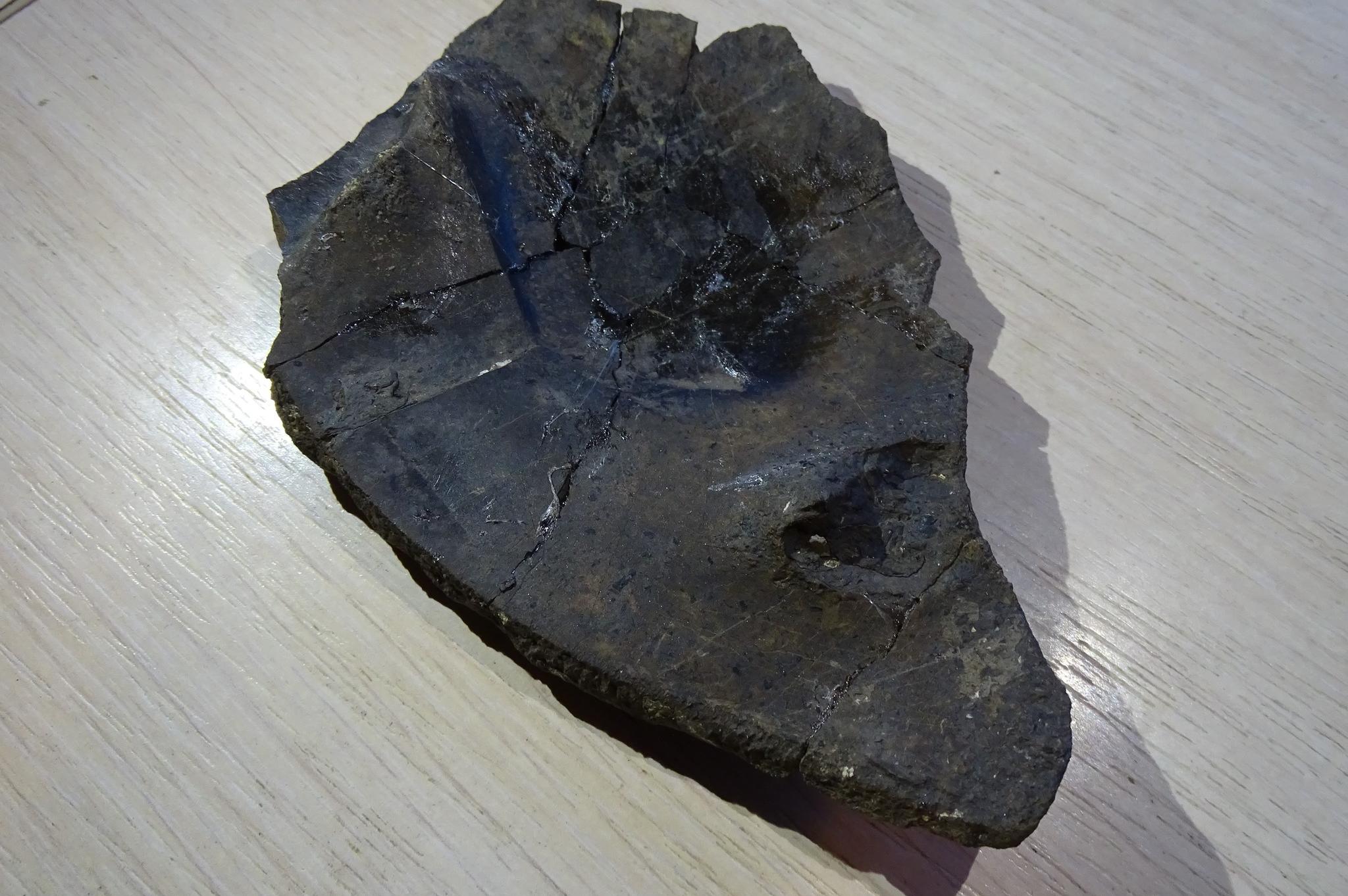 Учени от БАН и Софийския университет откриха останки от динозаври
