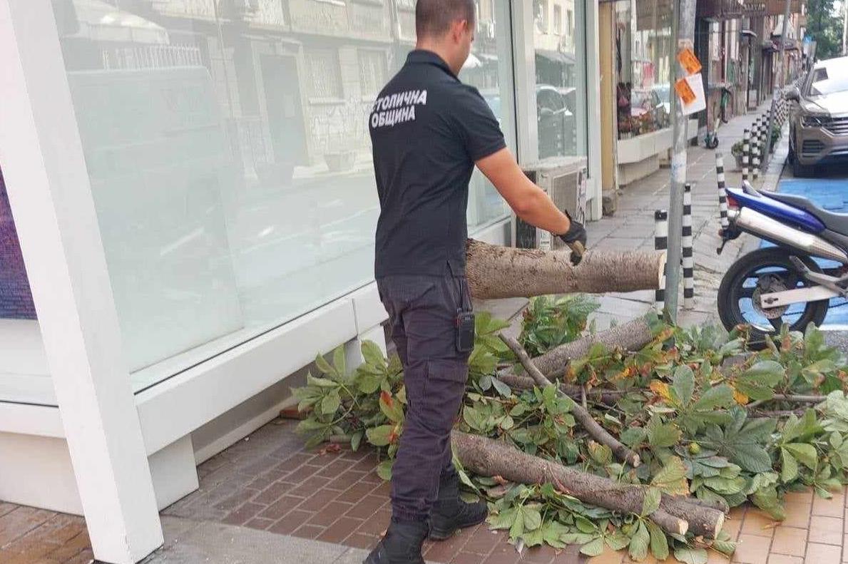 АПП бързо разчистиха падналото дърво на пешеходната "Витошка"