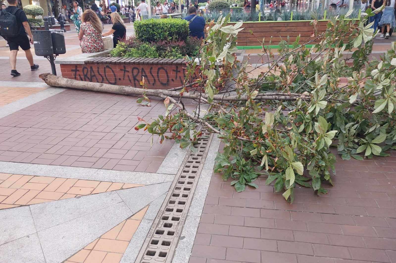 АПП бързо разчистиха падналото дърво на пешеходната "Витошка"