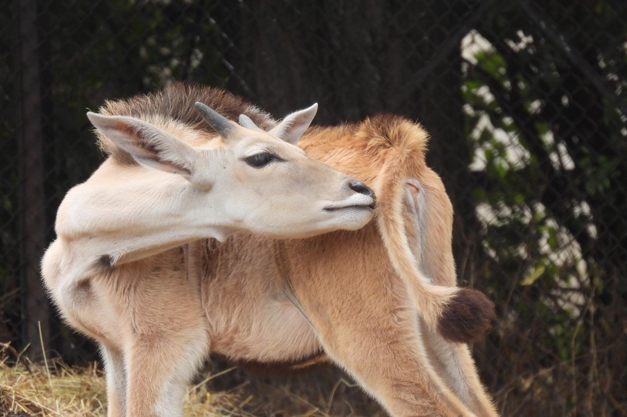 Бебе антилопа кана радва посетителите в столичния зоопарк