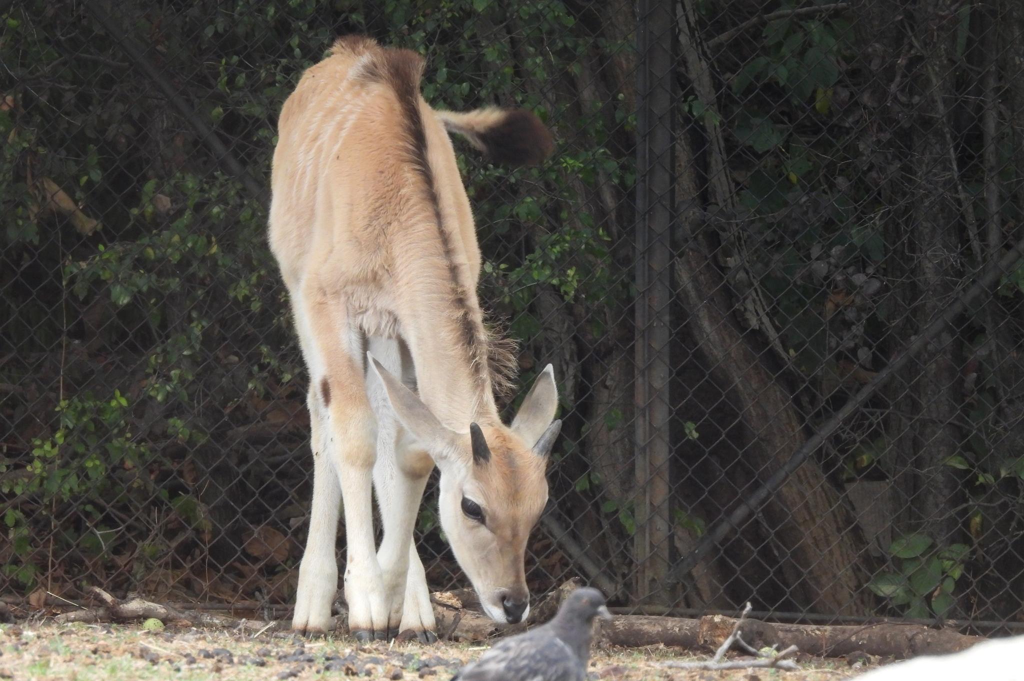 Бебе антилопа кана радва посетителите в столичния зоопарк