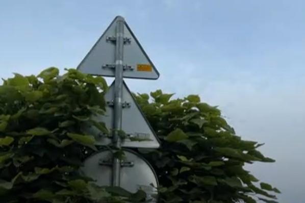 Пътни знаци са скрити в короните на дървета край училища и градини в София