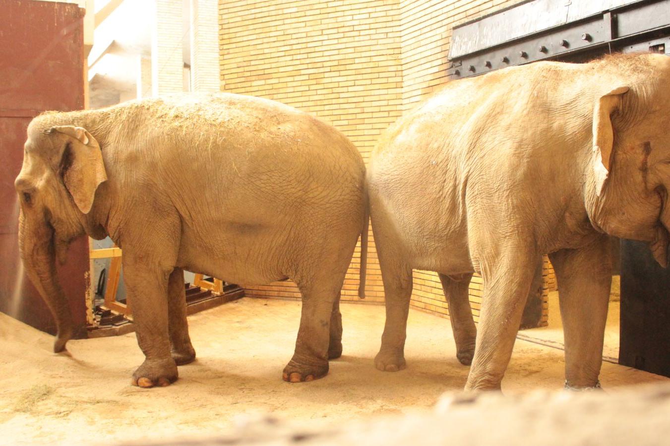 Приятелките Фрося и Луиза са най-новите обитатели на столичния зоопарк