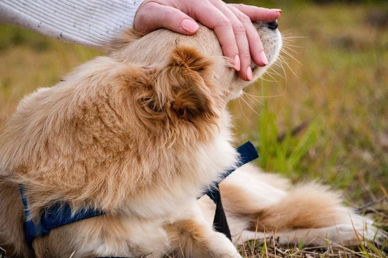 „Училище“ за стопани на кучета ще се проведе в столичната Борисова градина