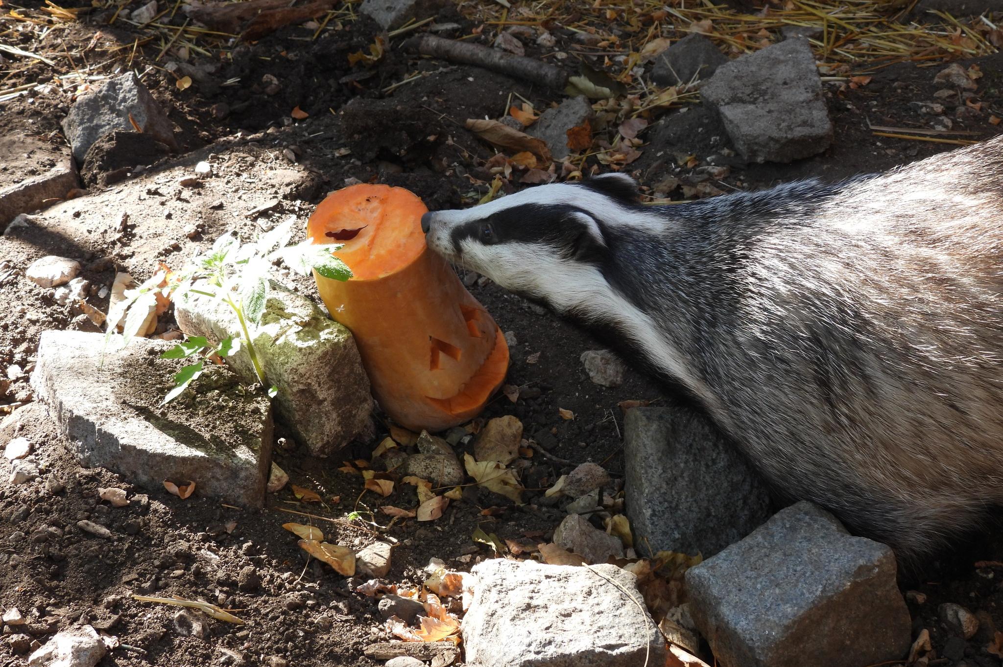 Есенни лакомства за животните в столичния зоопарк (СНИМКИ)