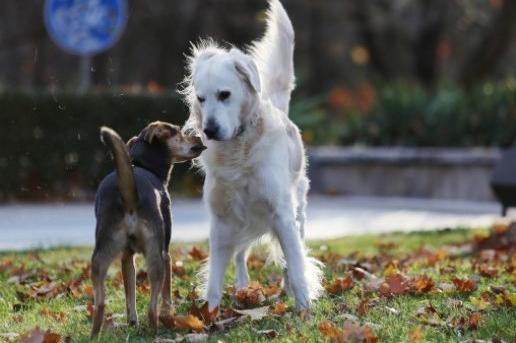 17 собственици на кучета са санкционирани в столичните паркове през декемвр