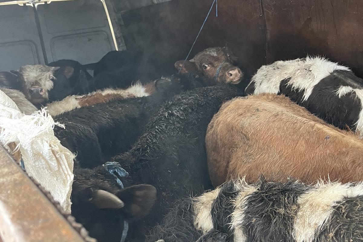 Хванаха мъж да превозва незаконни телета край София
