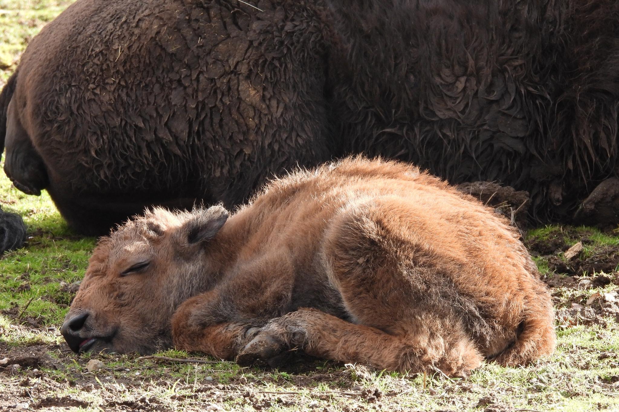 Бебе бизонче се роди в столичния зоопарк