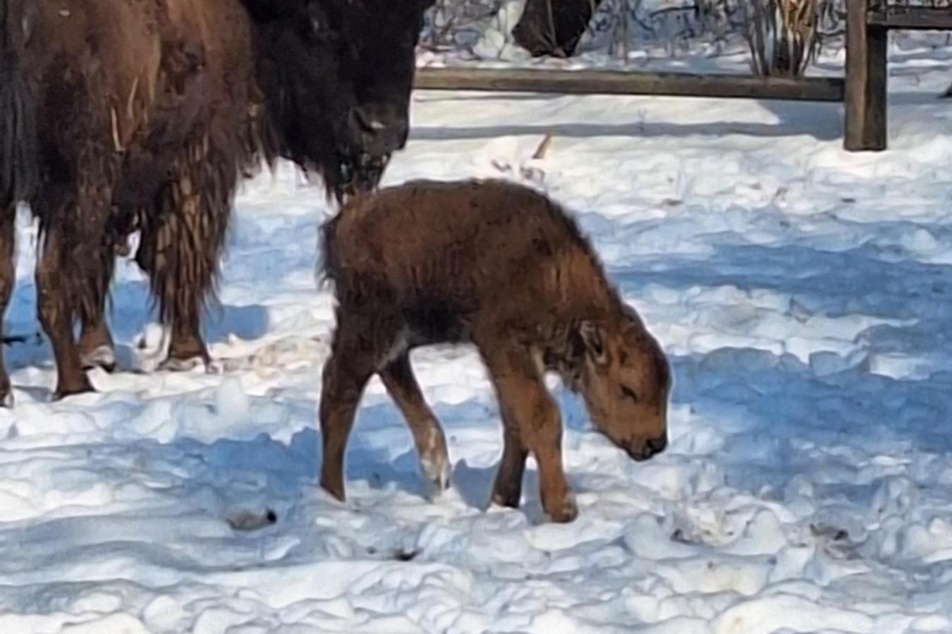 Бебе бизонче се роди в столичния зоопарк