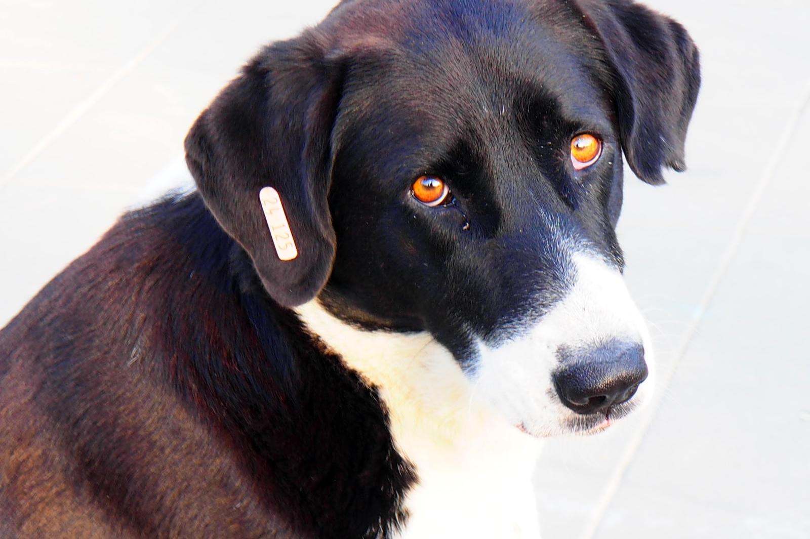 Благотворителен календар ще помага на бездомните кучета в „Надежда“