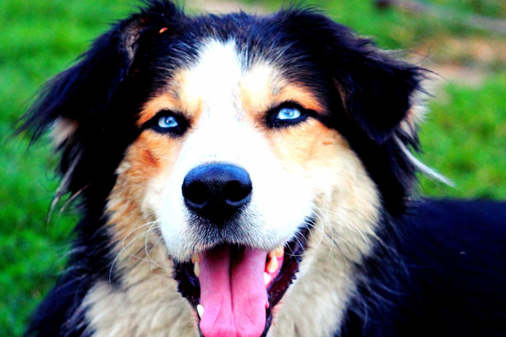 Благотворителен календар ще помага на бездомните кучета в „Надежда“