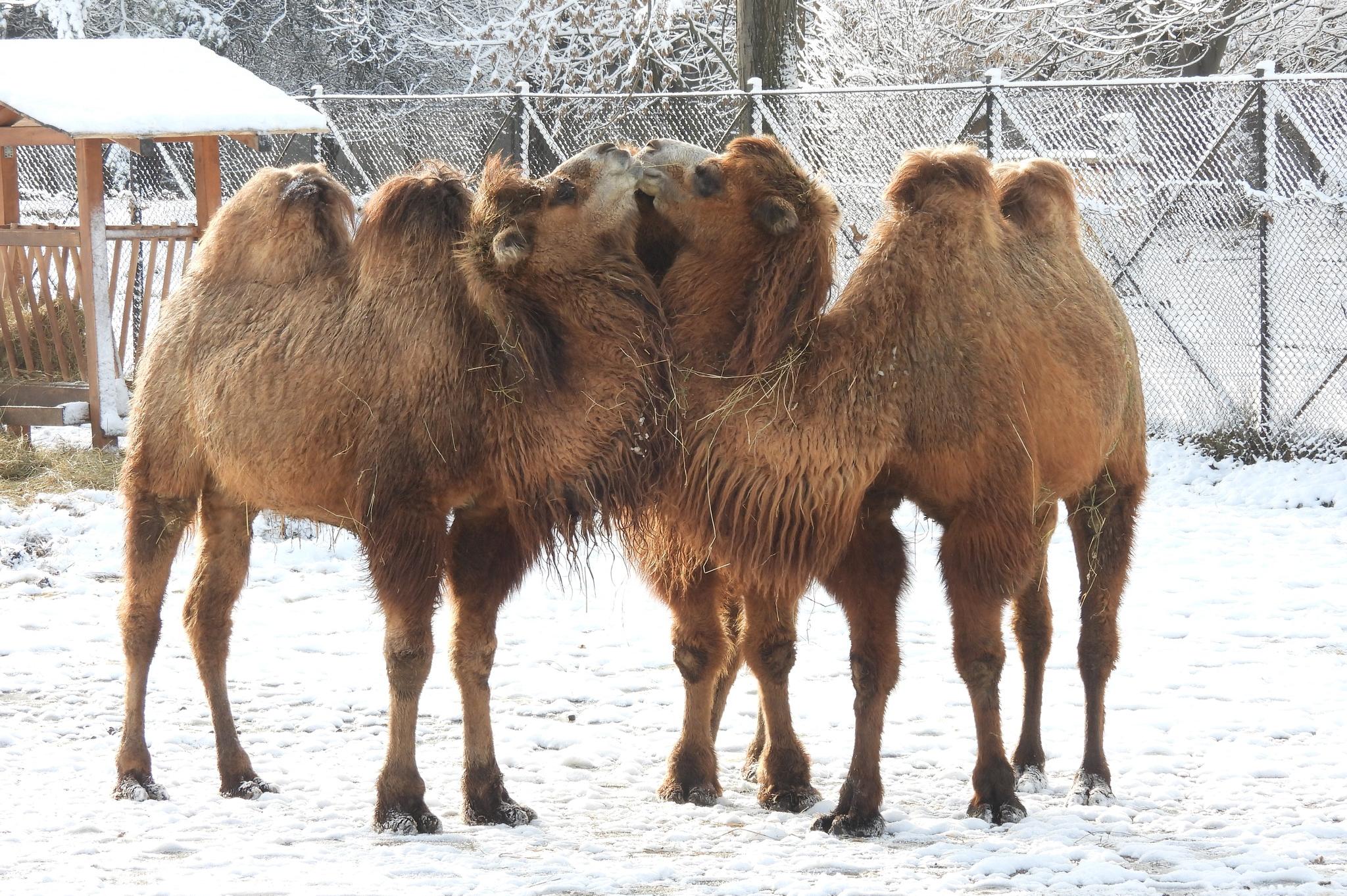 Камилите в столичния зоопарк се радват на снега, хипопотамът Емилио стои на