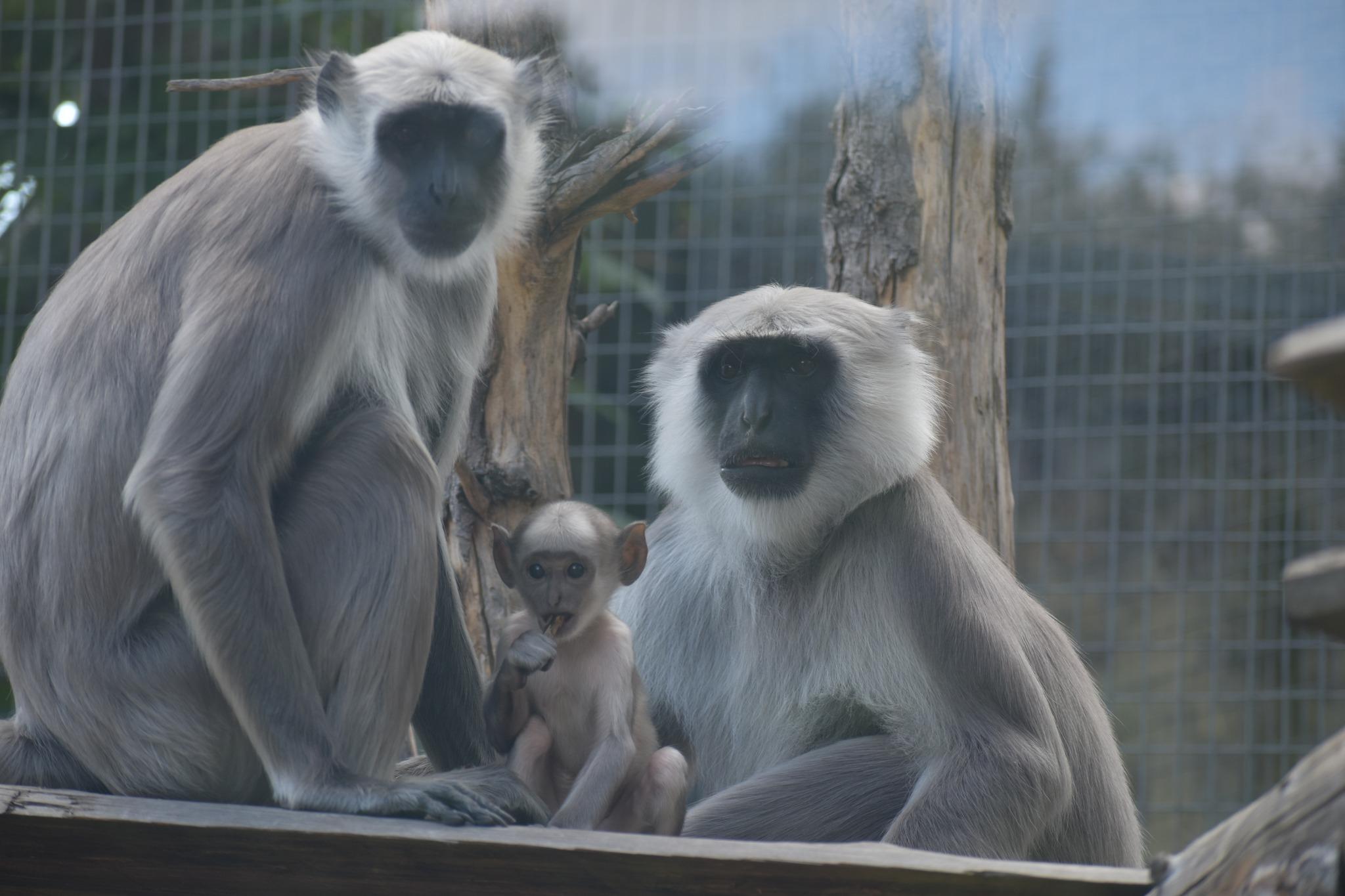 Игриво лангурче забавлява посетителите в Столичния зоопарк (СНИМКИ)