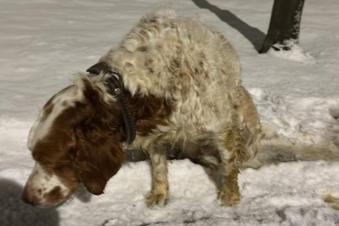 Когато доброто те срещне на пътя: Столичанин спаси ударено куче на Ботевгра