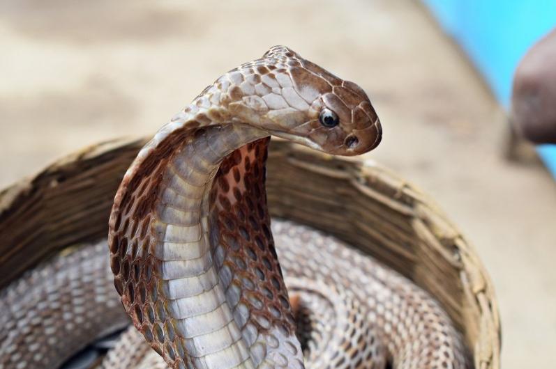 Кобри, гърмящи змии и гущери гостуват на „Музейко“ в София