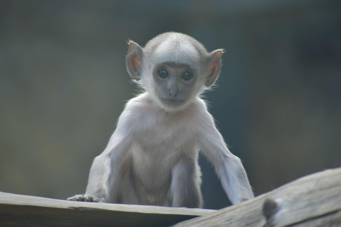 Зала "Маймуни 2" в столичния зоопарк ще бъде затворена временно