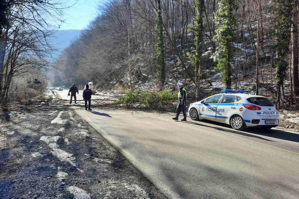 Кметът на Панчарево премахна опасно дърво по пътя София - Самоков