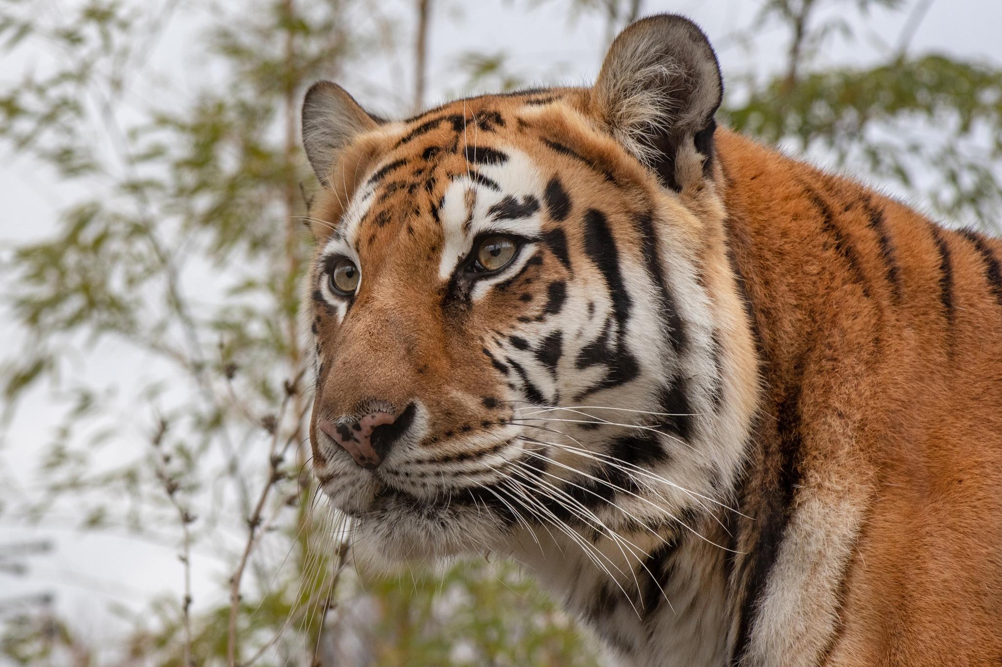 Почина сибирската тигрица Шели от столичния зоопарк