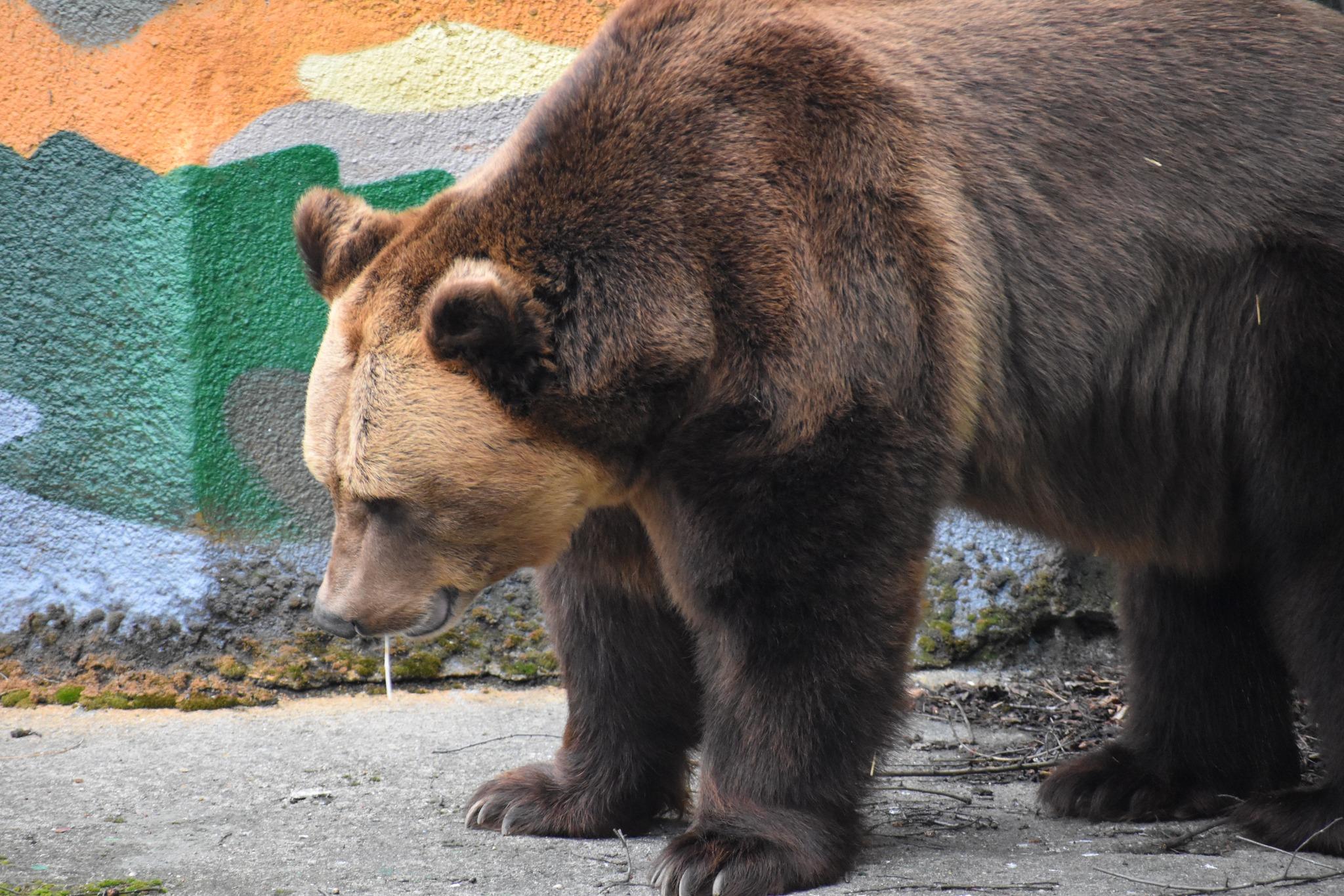 След два месеца зимен сън мечокът Тони от столичния зоопарк посреща посетит