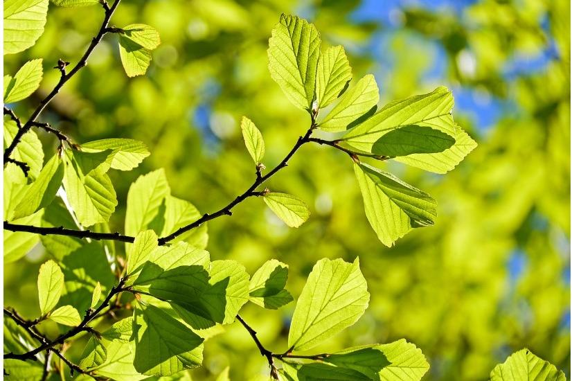 Подаряват 55 000 дръвчета на столичани за по-зелена София