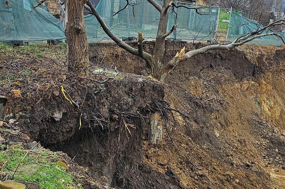 Ценни дървета пропадат  в строителен изкоп в Манастирски ливади-Изток