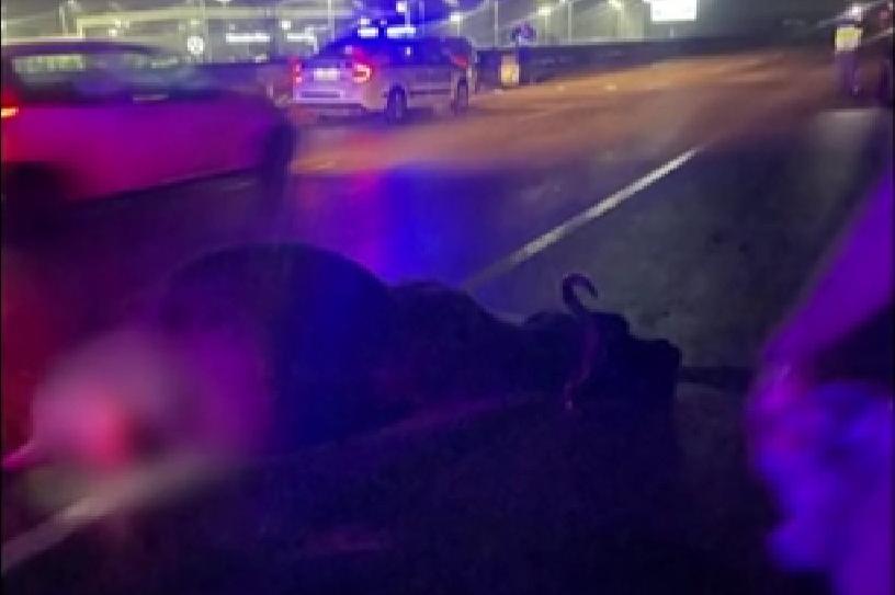 Лека кола удари бивол на столичното Околовръстно (СНИМКИ)