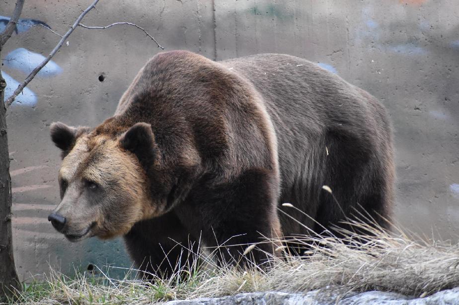 След два месеца зимен сън мечокът Тони от столичния зоопарк посреща посетит