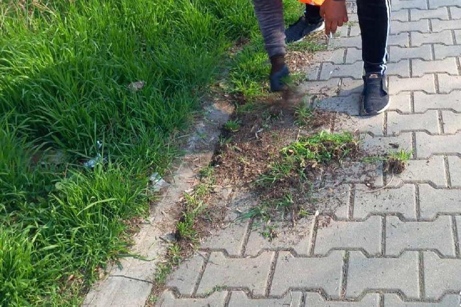 Над 50 дка саморасли треви са почистени от тротоари и площади в София