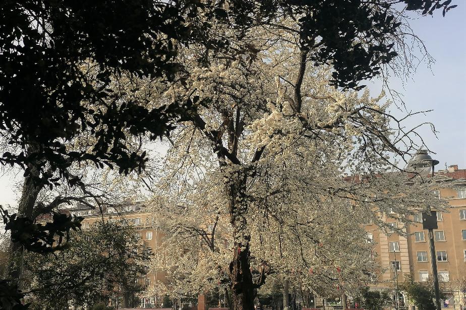 Близо 600 дървета са засадени по улици и паркове в София