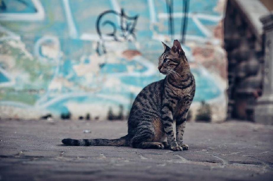 Кампания за кастрация на бездомни котки тече в столичния Средец