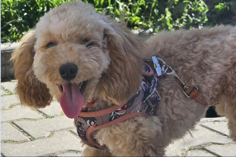 46 акта за собственици на кучета в София за месец